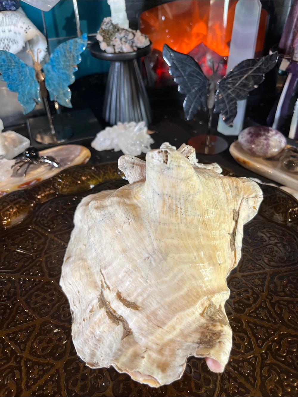 Large shell - Picture 5 of 5